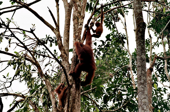 Orangutan