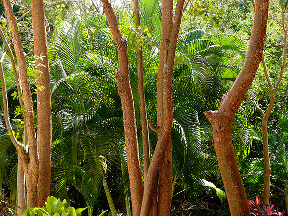 Yucatán Vegetation