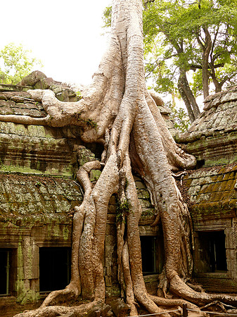 Ta Prohm Temple