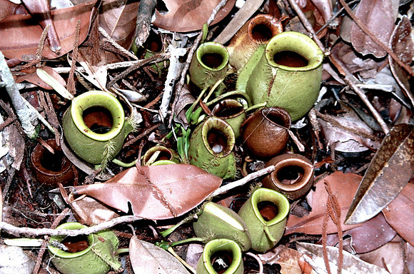 Carniverous Pitcher Plant