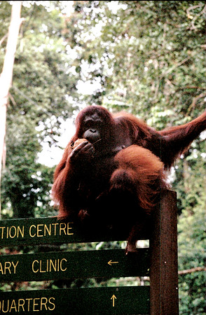 Orangutan