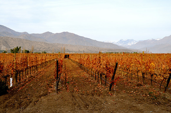 Vineyard