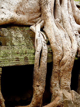 Ta Prohm Temple