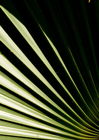 Palm Leaf Detail