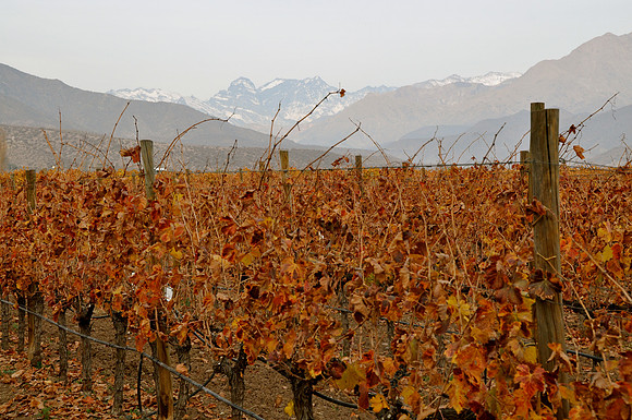 Vineyard