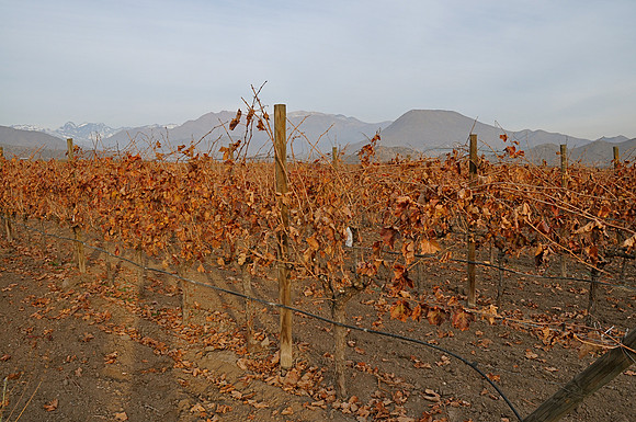 Vineyard