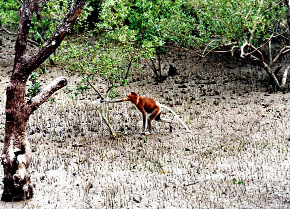 Proboscis Monkey