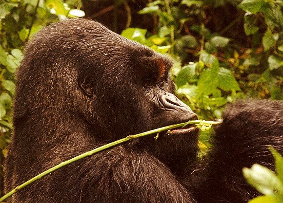 Gorilla, Zaire
