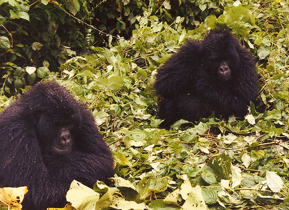 Gorillas, Zaire