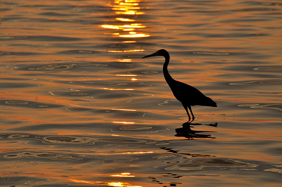 Evening Light