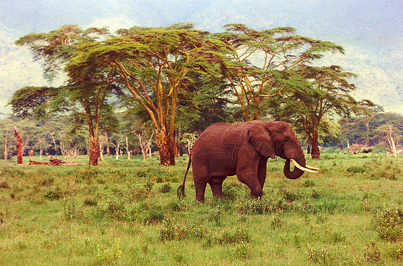 Elephant, Ngorongoro Crater, Tanzania