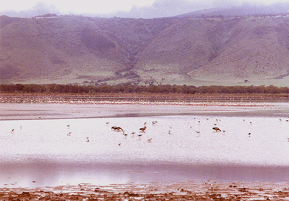 Flamingo, Ngorongoro Crater, Tanzania