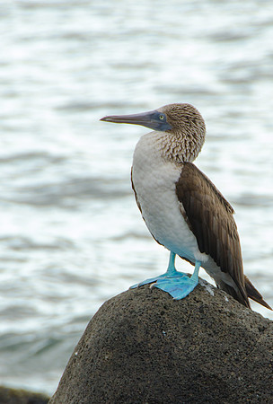 Bluefooted Booby, Sea Galapagos Islands