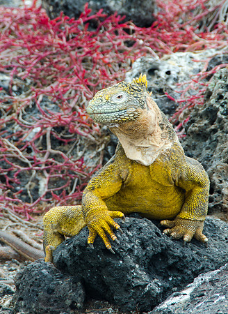 Land Iguana, Galapagos Island