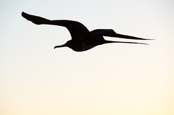 Magnificent Frigatebird, Galapagos Islands