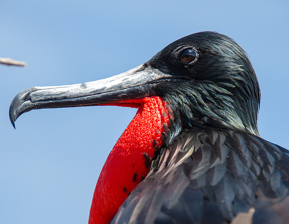 Magnificent Frigatebird, Galapagos Islands