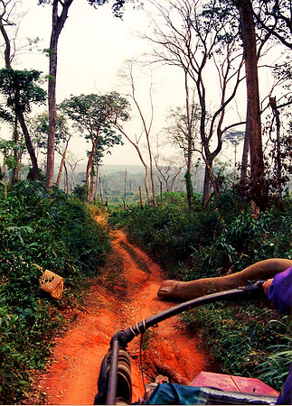 Cameroun Rainforest