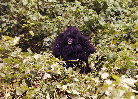 Gorilla, Zaire