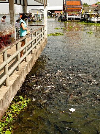 Giant Catfish, Chao Phraya River