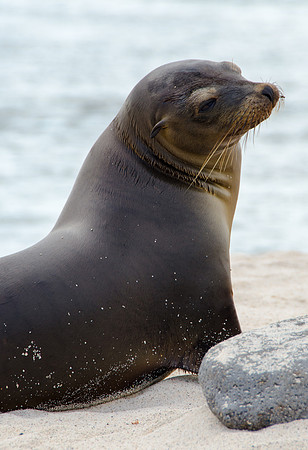 Sea Lion, Galapagos Islands