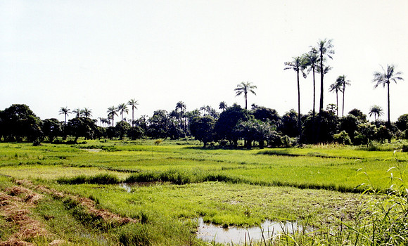 Rice Paddies, Rural Gambia