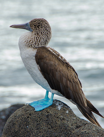 Bluefooted Booby, Sea Galapagos Islands