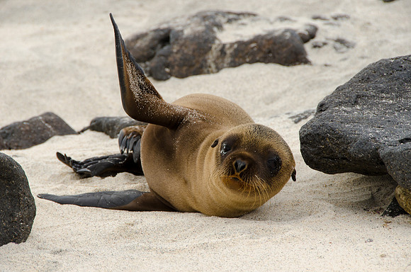 Sea Lion, Sea Galapagos Islands