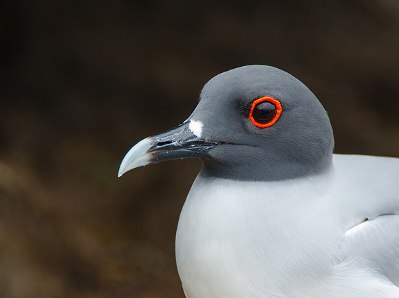 Galapagos Islands