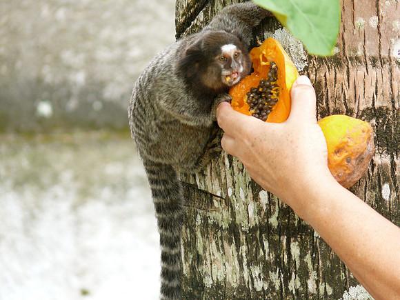 Monkey, Saquarema