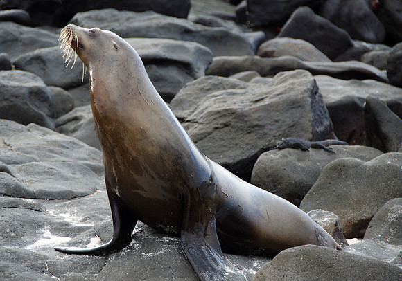 Sea Lion, Sea Galapagos Islands