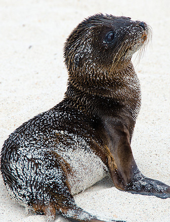 Baby Sea Lion, Galapagos Islands