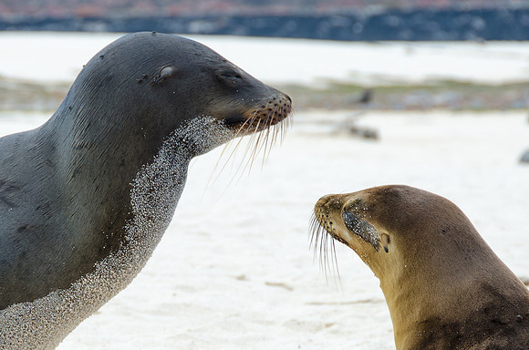Sea Lions, Galapagos Islands