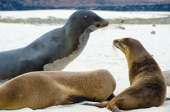 Sea Lions, Galapagos Islands