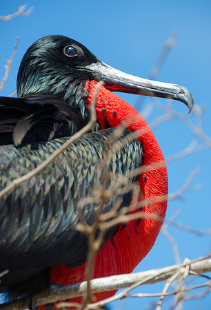 Magnificent Frigatebird, Galapagos Islands